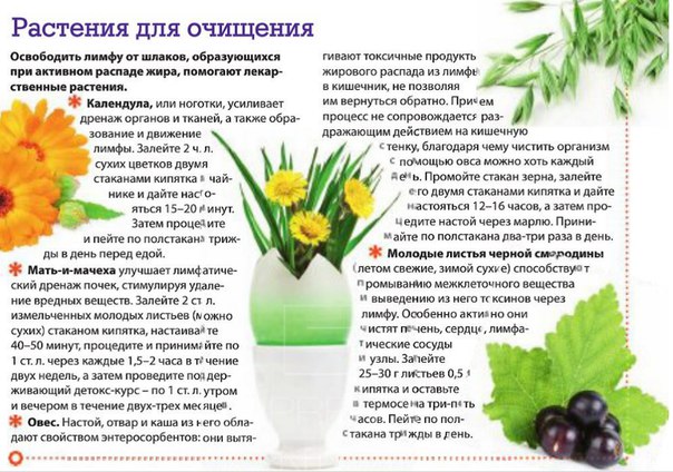 Все об очищении лимфосистемы Все об очищении лимфосистемы