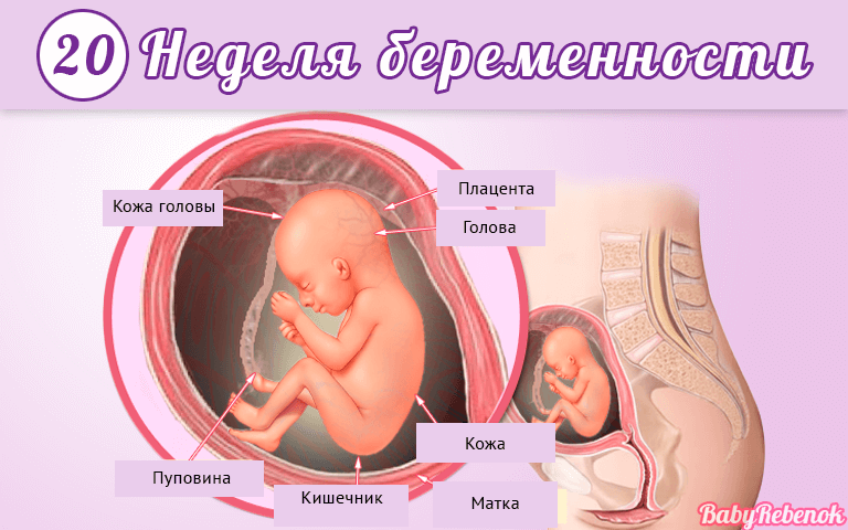 Развитие ребёнка на 20 недели беременности
