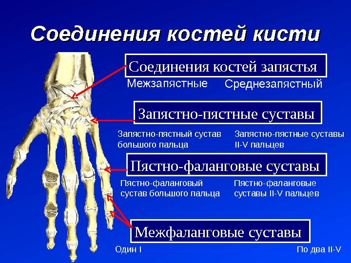Болит плечевой кости почему Болит плечевой кости почему