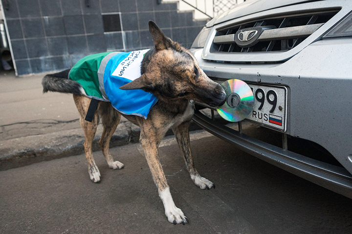 Активизм — это, например, когда Илья Варламов запускает мистификацию про собак, которые срывают бумажки, прячущие номера неправильно припаркованных машин от контролеров