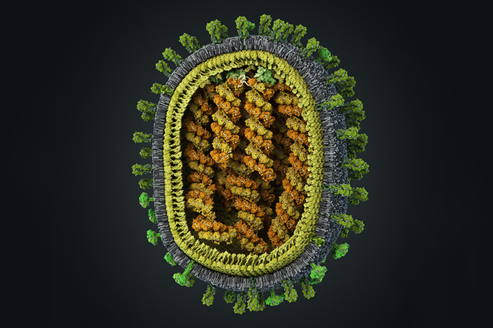 Российская компания <a href="https://visual-science.com/ru/projects/influenza/illustration" target="_blank">Visual Science</a> разработала первую научно достоверную 3D-модель вируса гриппа человека в атомном разрешении