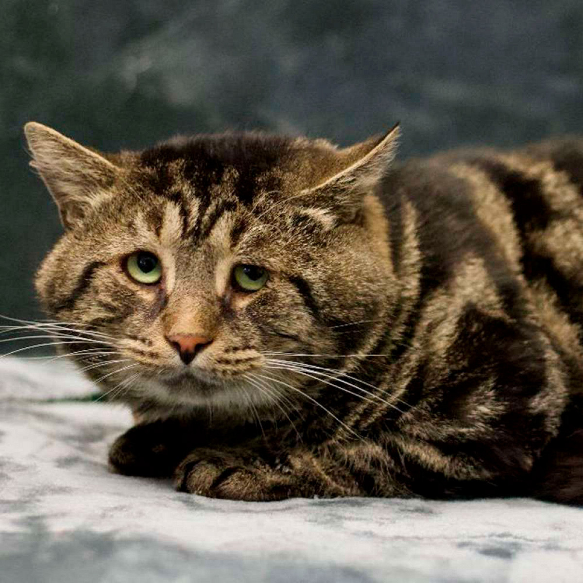 Познакомьтесь с Фиштофером: этот «депрессивный кот» нашел дом благодаря твиттеру