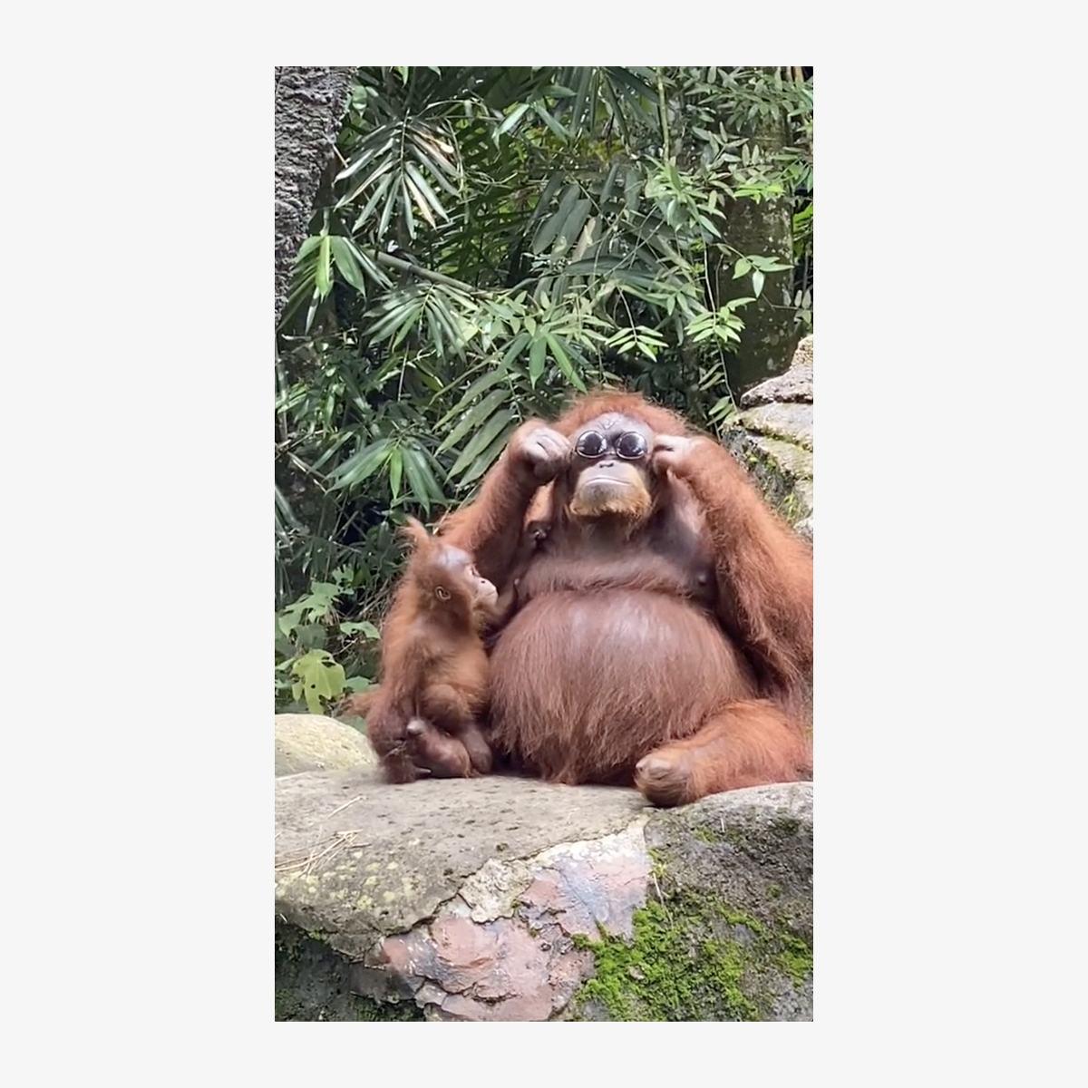 Самка орангутана нашла очки посетительницы зоопарка и показала, что такое стиль