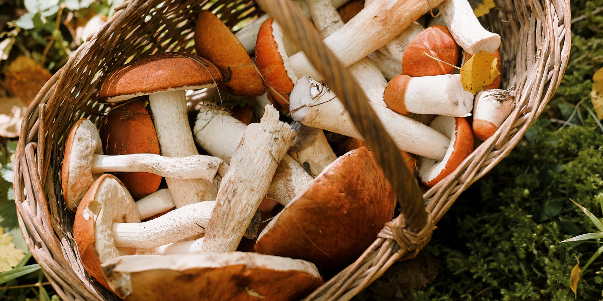 Тащи лукошко: какие грибы собирать сейчас и как их готовить