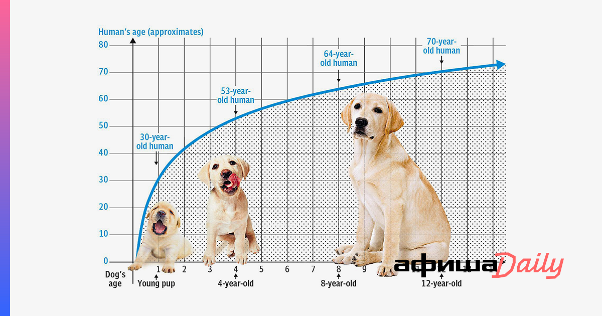 Возраст собаки по зубам таблица фото