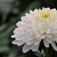 Фото Эльза Воронина