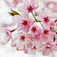 Фото Алёна Копылова