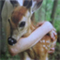 Фото katobo