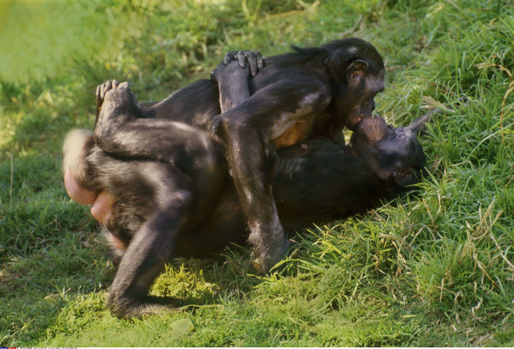 Самка бонобо